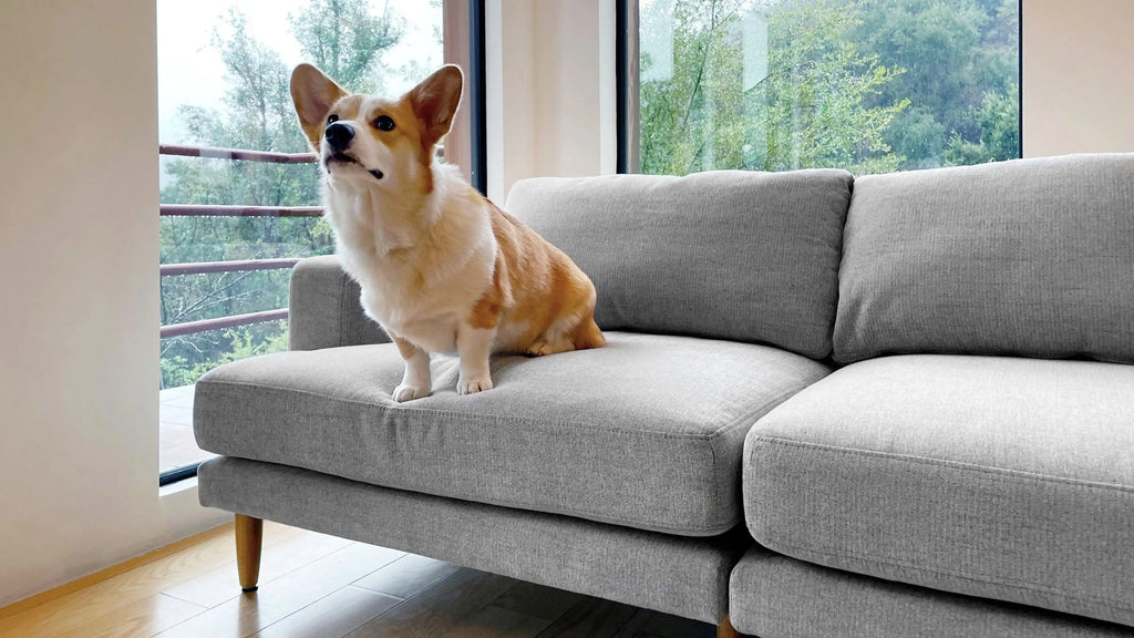 Small brown and white corgi dog sitting on a modern light gray fabric sofa in a bright room with large windows.