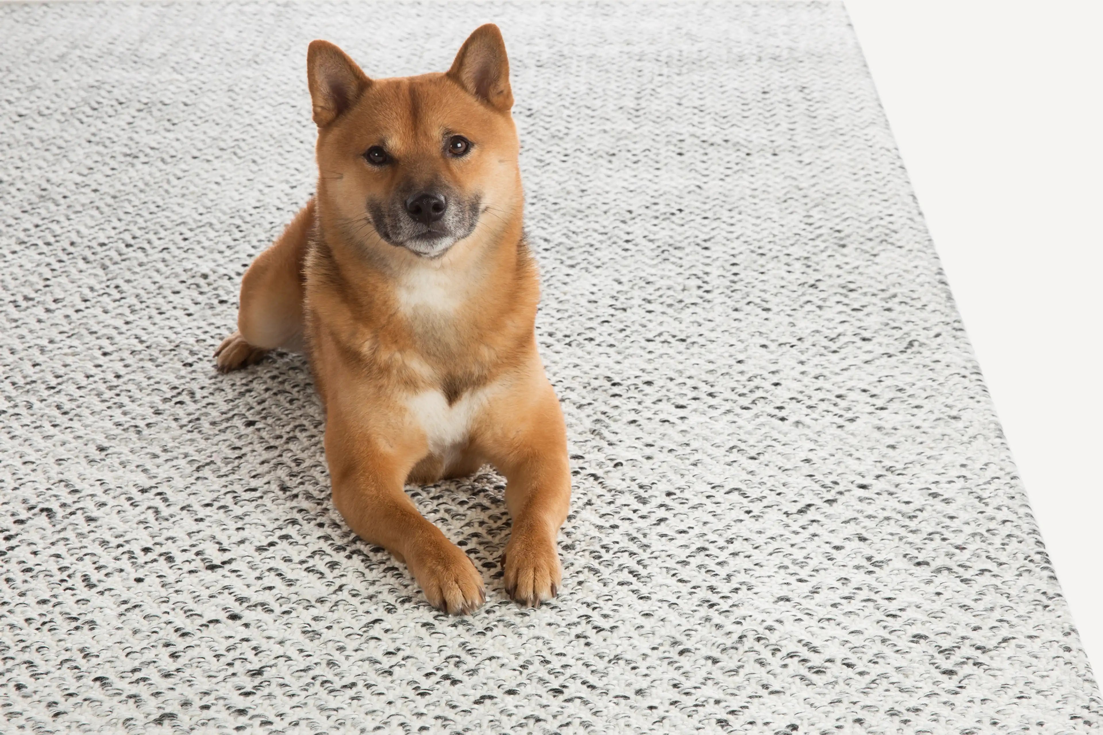 dog on carpet png wipz1 by www