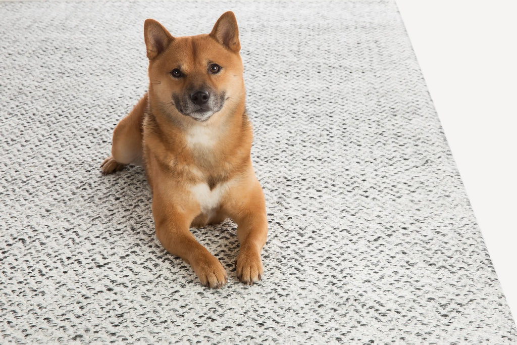 dog on carpet png wipz1 by www